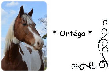 Nos chevaux de spectacles équestres